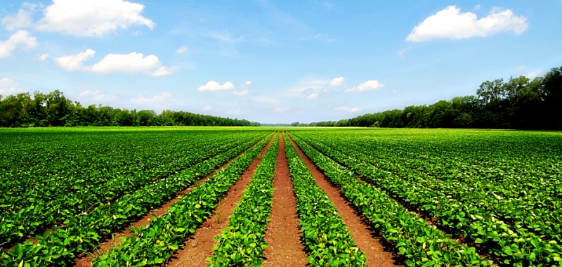 Agriculture Land